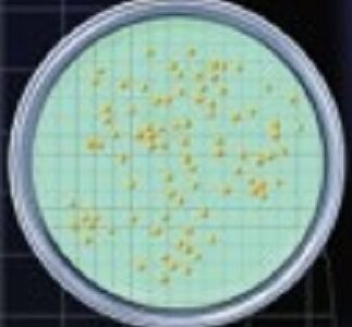 NPS per la rilevazione dei batteri nel vino cf.50 piastre - 1230