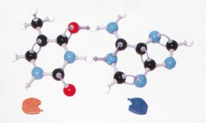 DNA KIT Modello molecolare per costruzione modulare - 304300053