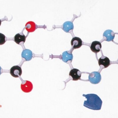 DNA KIT Modello molecolare per costruzione modulare - 304300053