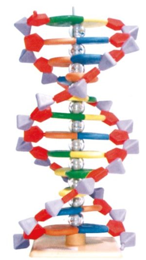 MOLYMOD DNA MINI Modello molecolare - 304306012
