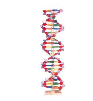 MOLYMOD DNA Modello molecolare con 22 paia di basi - 304306022