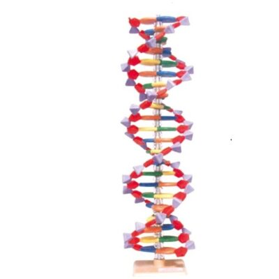 MOLYMOD DNA Modello molecolare con 22 paia di basi - 304306022